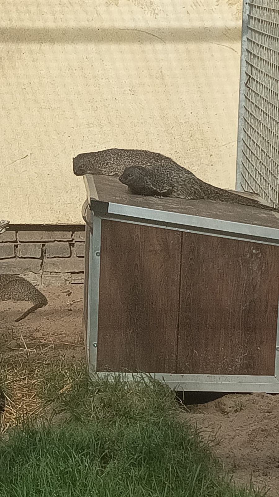 Katzenhaus im Tierheim