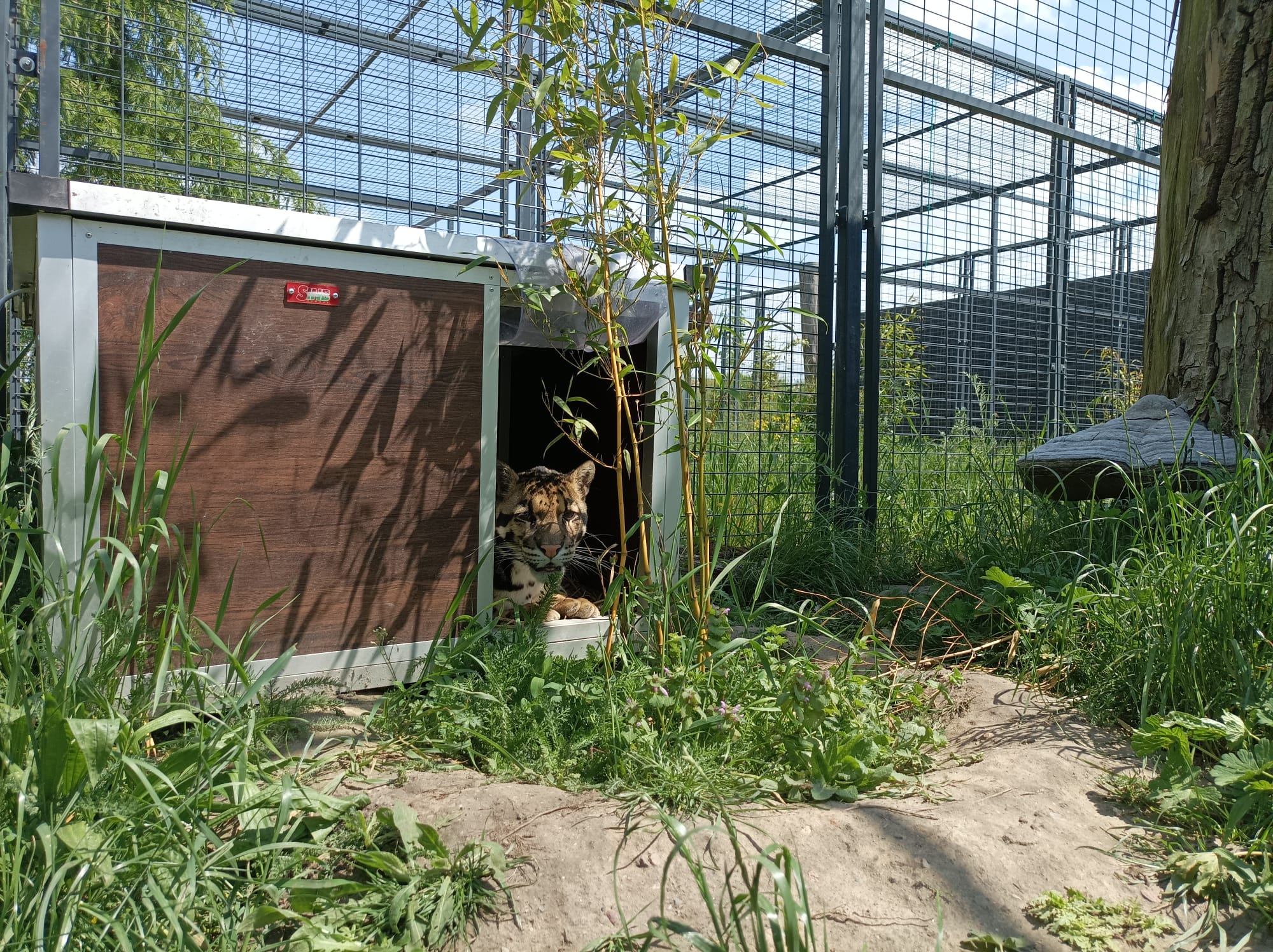 Neben Hundehütten sind auch Katzenhäuser in vielen Tierheimen unverzichtbar.